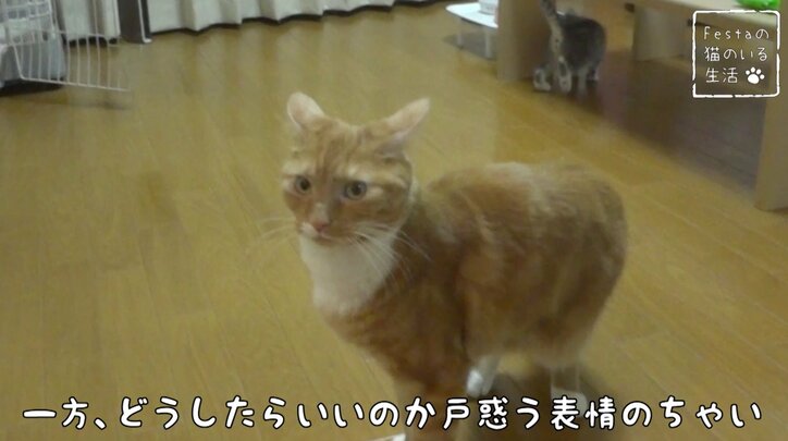 猫「お姉ちゃんって呼んでもいい…？」 姉妹のドキドキ10日間を放送決定