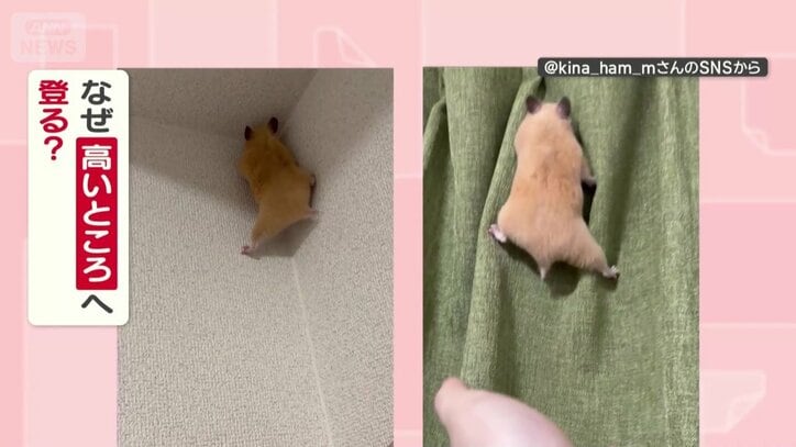 なぜ高いところへ登る？