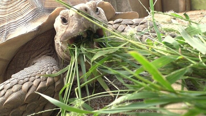 動物たちの可愛すぎる“食事タイム”に密着! ホワイトタイガーこだわりのディナーとは?