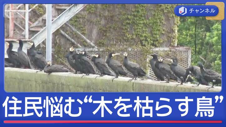 “木を枯らす鳥”住民悩ませるカワウ なぜ大量発生?