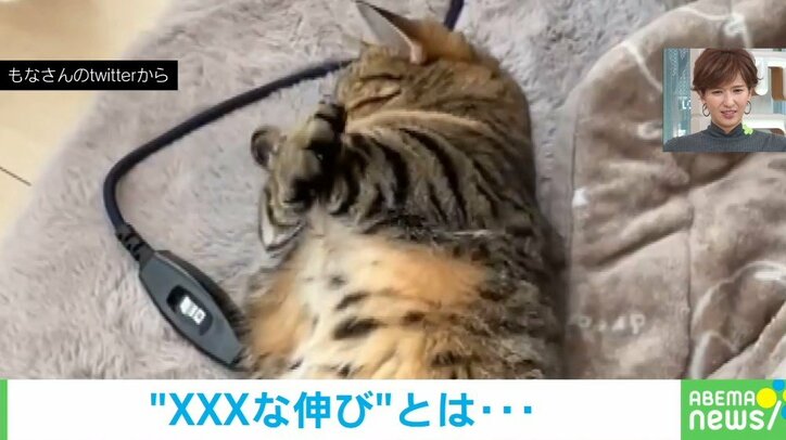 まるで空手家? 仰向けの猫が繰り出す“ゆる可愛い必殺技”に悶絶 「ラジオ体操」「アンガールズ」ツッコミの声も