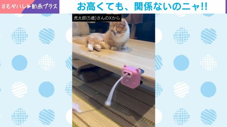 虎太郎せんよ 写真・画像】高かったのに…期待して新しいおもちゃを買った飼い主→猫