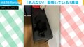 おっと危ない！黒猫がイスと“同化”しているかのように見える姿に「完全保護色！」「これは座っちゃいますね」と共感の声