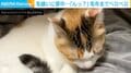 「ハッ！私としたことが…」毛繕いに夢中で“毛布”まで舐めちゃった猫、我に返った表情がSNSで話題