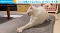 ひもに飛びかかるも寸止めする猫→「やってやった！」と“キメ顔”披露に飼い主爆笑