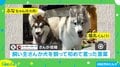 「一生使わない言葉」!? “ハスキー兄妹”のじゃれ合いに生まれた飼い主の“迷言”が「我が家も言ってます笑」と反響続々