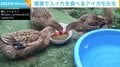 「マシンガンみたい」スイカを“爆速”で食べるアイガモたちに驚きの声 飼い主「のんびりしている写真や動画はあまり撮れません」