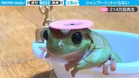 【映像】カエルがとった予想外の行動