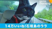 “ドライブの楽しさをわかってる”猫