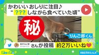 【映像】 食事の時に勢いあまって“逆立ち”する犬