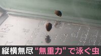 【映像】「フリーザが乗ってそう」謎の生物