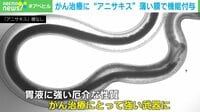 【映像】アニサキスが“がん治療”に? 有効活用の方法とは