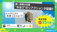 【映像】リズム良く“お尻フリフリ”するカメ