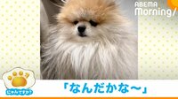 【映像】犬がトリミングで変身！可愛すぎるビフォーアフター