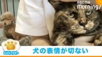 【映像】不服そうな猫の後ろで“困り顔”の犬