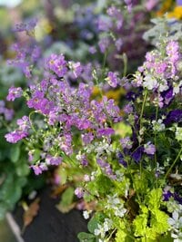 大和田美帆『2021/03/30』