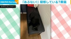 おっと危ない！黒猫がイスと“同化”しているかのように見える姿に「完全保護色！」「これは座っちゃいますね」と共感の声
