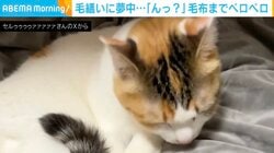 「ハッ！私としたことが…」毛繕いに夢中で“毛布”まで舐めちゃった猫、我に返った表情がSNSで話題
