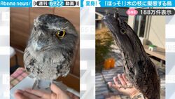 【衝撃】ふっくらした可愛い鳥→身の危険を感じた姿に驚きの声！細い木の枝になりきった“擬態”に「ほっそ！」