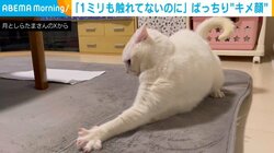 ひもに飛びかかるも寸止めする猫→「やってやった！」と“キメ顔”披露に飼い主爆笑