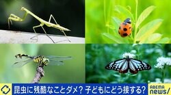 昆虫への“残酷な行為”、親は子を注意すべき？ 田端信太郎氏「小さい子どもなら思うようにやらせていいのでは？」