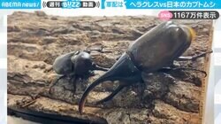 南米のヘラクレスvs日本のヤマトカブト！“予想外の勝敗”に「デカい相手に一切恐怖せず倒そうとしているのカッコいい」「間合い管理が上手すぎるまじで武士」