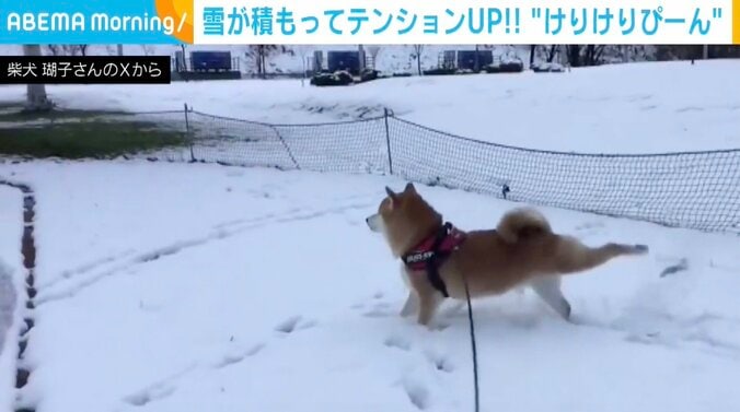 柴犬「ここ」ちゃん