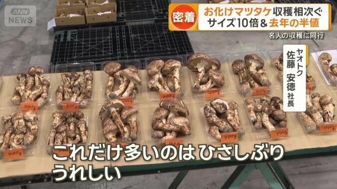 ぎっしりと箱に詰められていた「マツタケ」