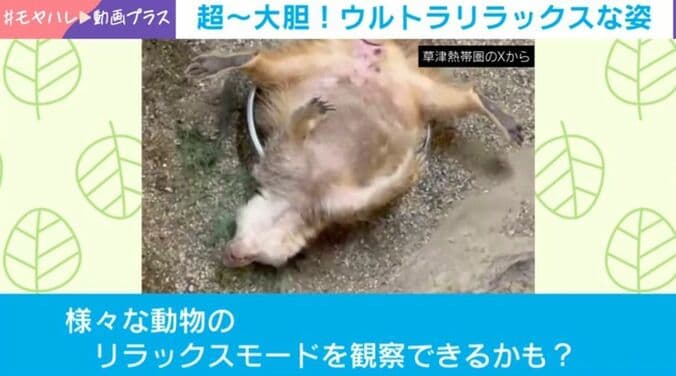 ミーアキャット