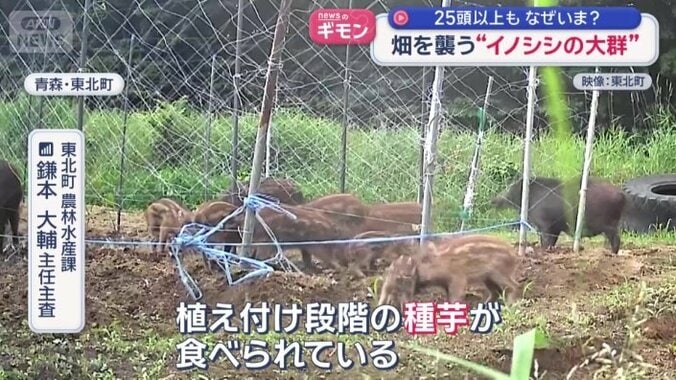 25頭以上いるとみられている