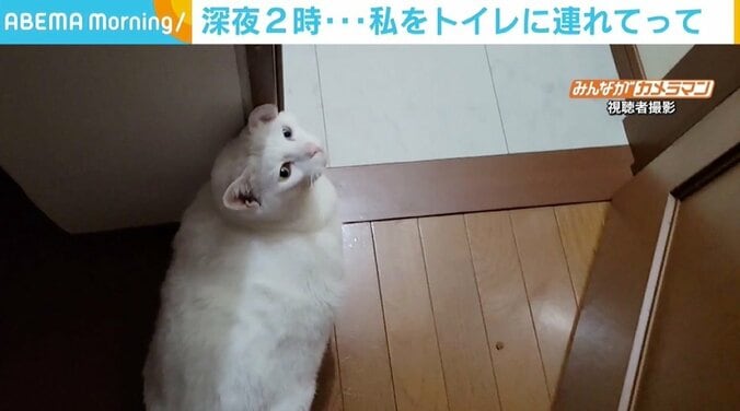 暗い廊下を先導、ドアを開け目配せも 飼い主の“夜中のトイレ”を案内する猫 「不思議なんですけど」 1枚目