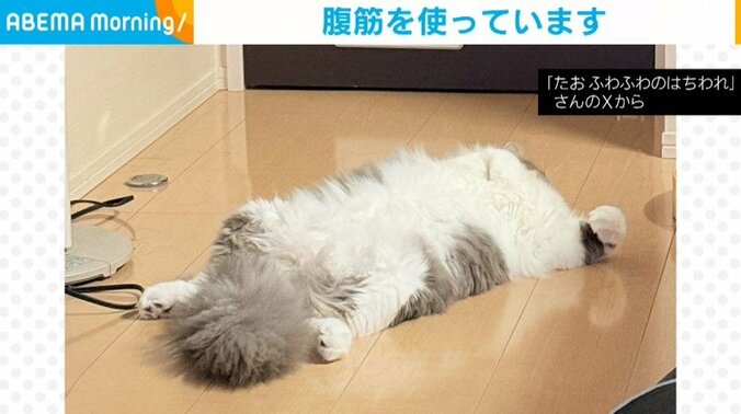 サイベリアンのたおちゃん（1歳）