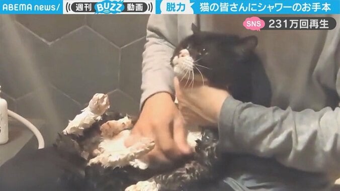 もはや猫とは思えないシャワータイムに「やはり猫じゃなかったw」200万人超が驚き 1枚目