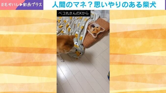 柴犬の茶々丸くん