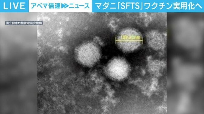 重症熱性血小板減少症候群(SFTS)を引き起こすウイルス