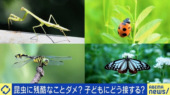 昆虫への“残酷な行為”、親は子を注意すべき？ 田端信太郎氏「小さい子どもなら思うようにやらせていいのでは？」 1枚目