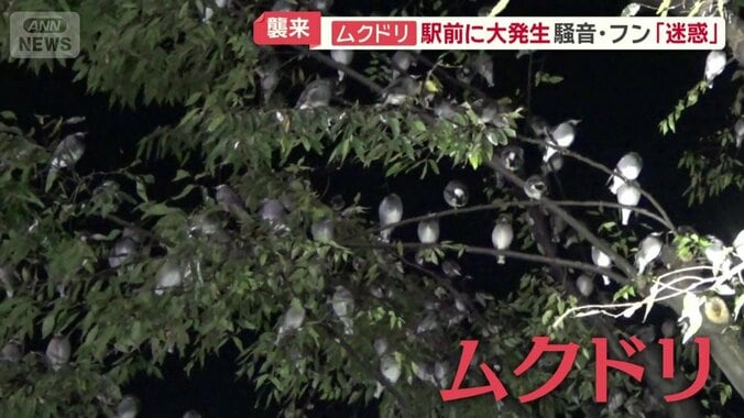びっしりと並ぶ大量のムクドリ