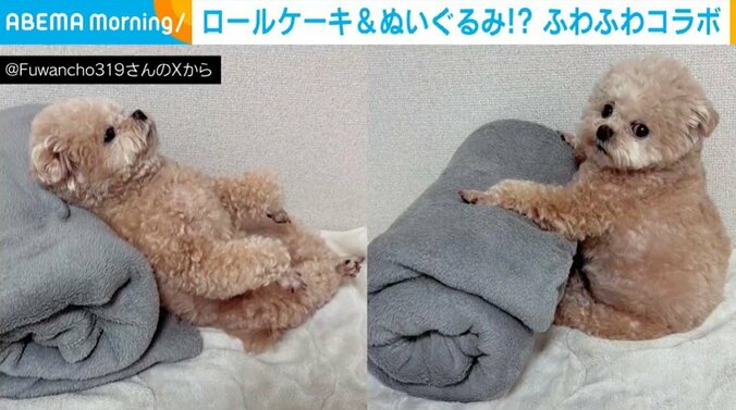 ポメプーのふわちゃん（6歳）