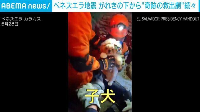 救出された子犬