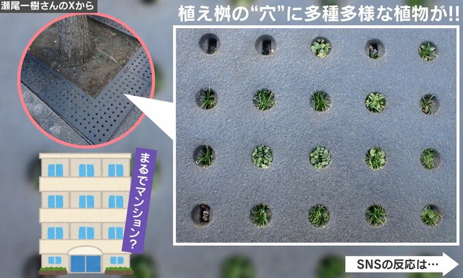 草のマンション