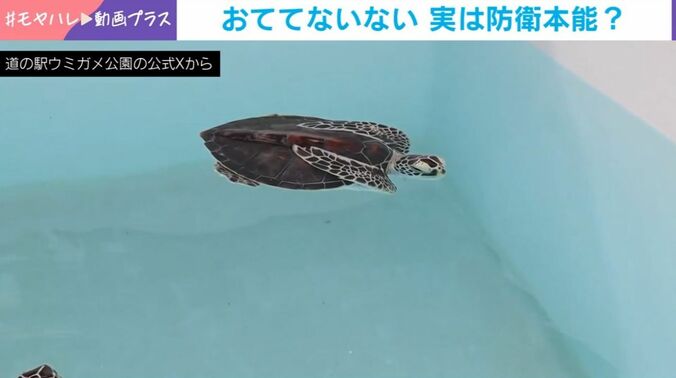 子どもウミガメ