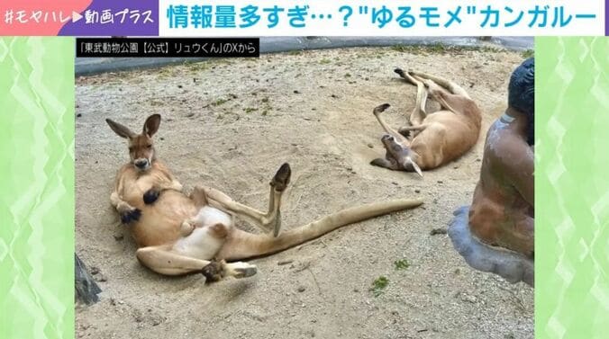 カンガルー