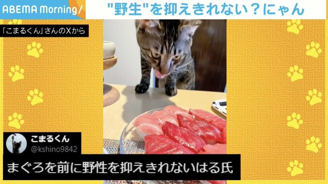 猫の表情が天使→悪魔に豹変