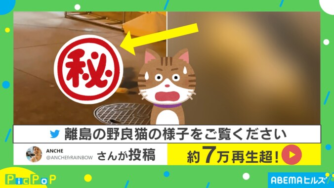 野生を完全に捨ててやがる…!! 野良猫の“自由すぎる”姿の動画に驚き 「島全部が我が家」 1枚目