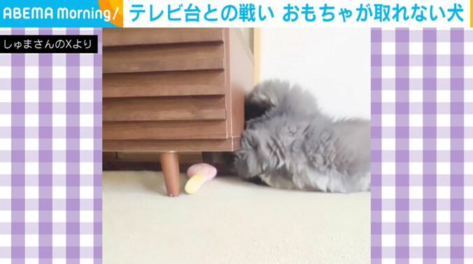 ペキニーズの朱鞠くん