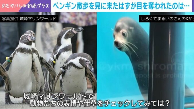 アシカのトイくん