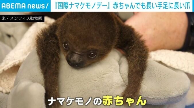 ナマケモノ