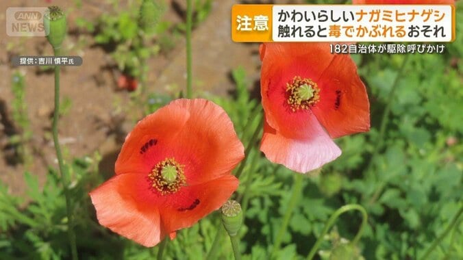 外来植物ナガミヒナゲシ注意　触れると毒でかぶれ・ただれ　全国自治体が駆除呼びかけ 1枚目