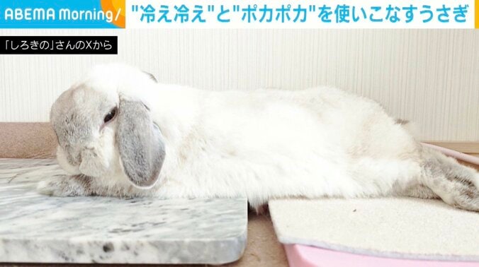 ウサギのロップイヤー・しろくん