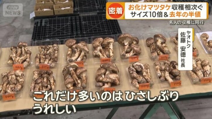 ぎっしりと箱に詰められていた「マツタケ」